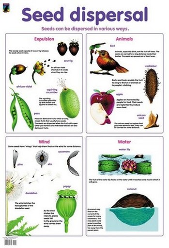 Seed Dispersal - Maggie's Science Connection