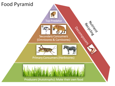 Habitats, Food Chains & Webs, Trophic Pyramid - Maggie's Science Connection
