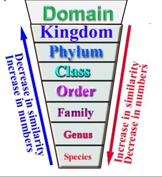 Domain Kingdom Phylum Chart